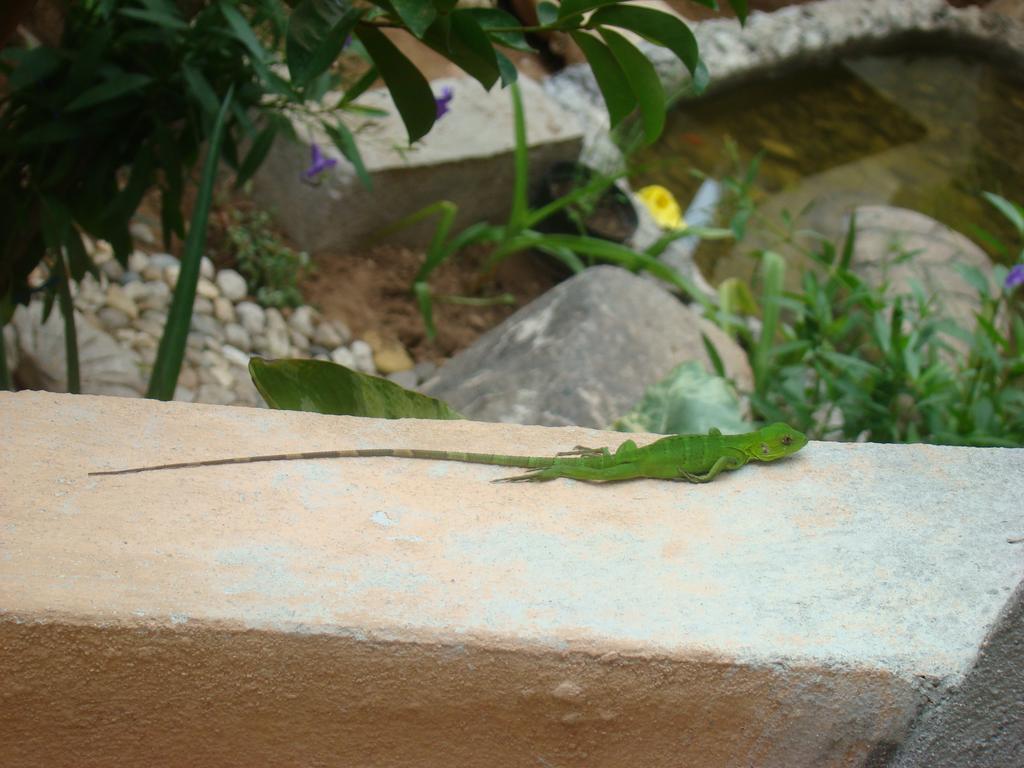 Hotel Bigu Puerto Escondido  Bagian luar foto